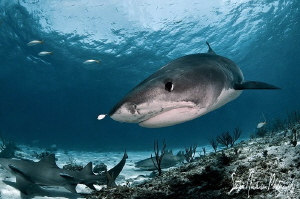 There always that one fish!!!!!!! Small Tiger Shark at Ti... by Steven Anderson 